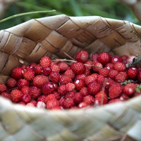 Сколько ягод и фруктов выращивается в Крыму  