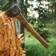 Под Симферополем незаконно вырубили деревья на 1,1 миллиона рублей