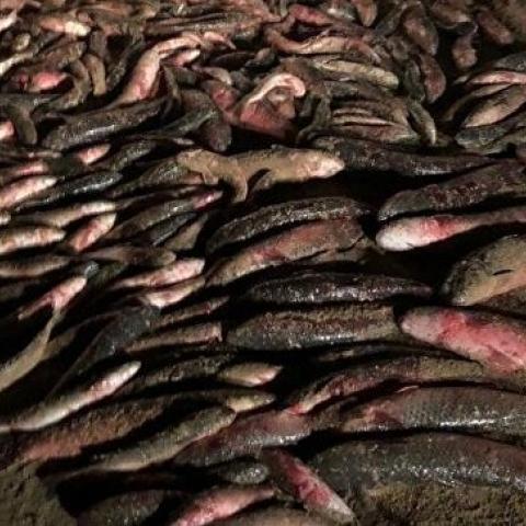 Охота на браконьеров: в Крыму задержали рыбаков с незаконным уловом пиленгаса 