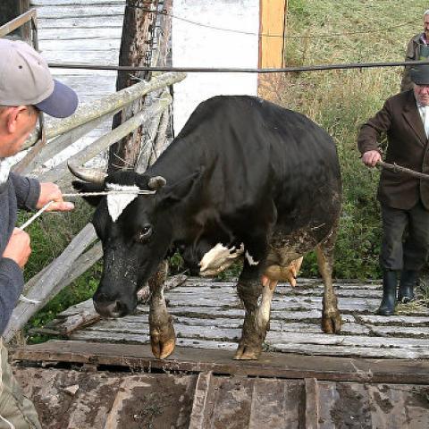 Неопознанные коровы и бараны: в Крыму обнаружили 1,5 тонны подозрительного мяса 