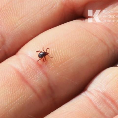 Клещи в Крыму начинают нападать на людей уже в марте
